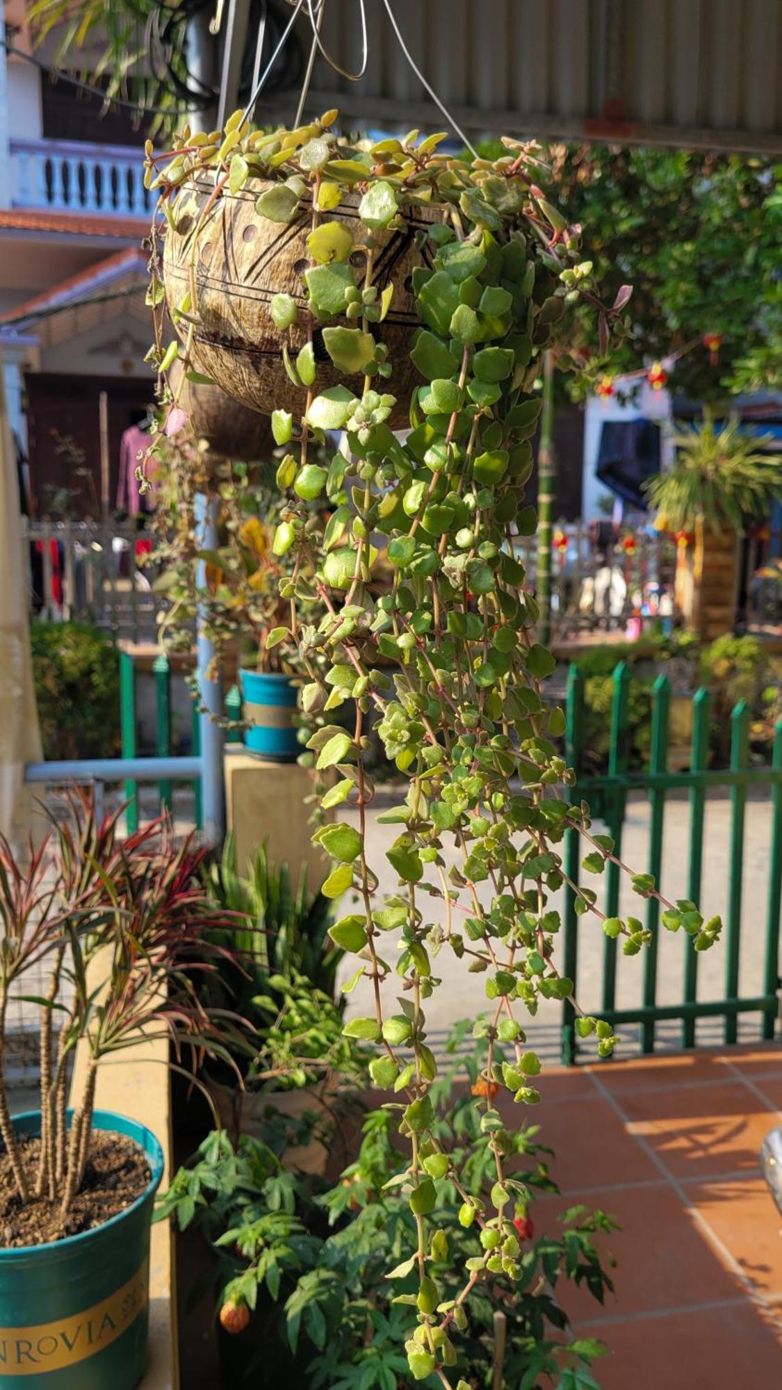 Tiny Garden House Cat Ba Hotel Chan Chau Exterior photo