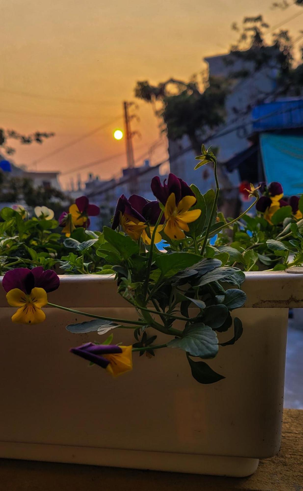 Tiny Garden House Cat Ba Hotel Chan Chau Exterior photo